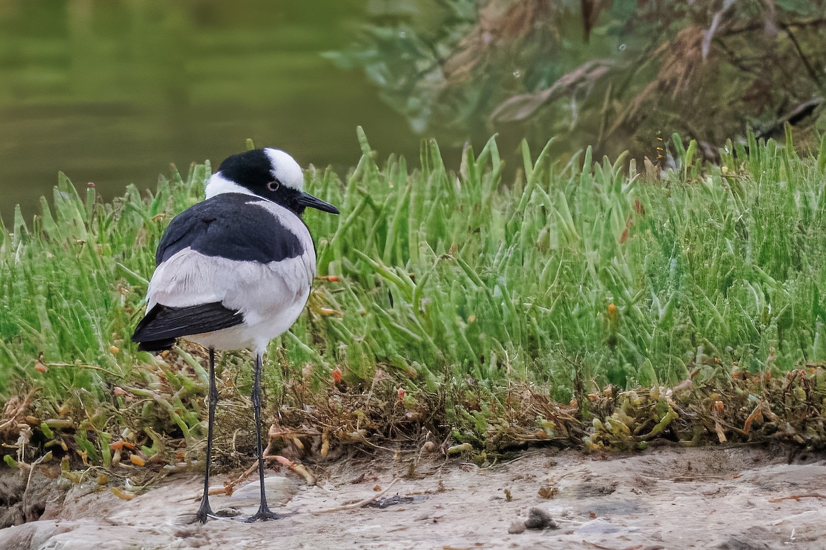 סיקסק הנפח - ML646379236
