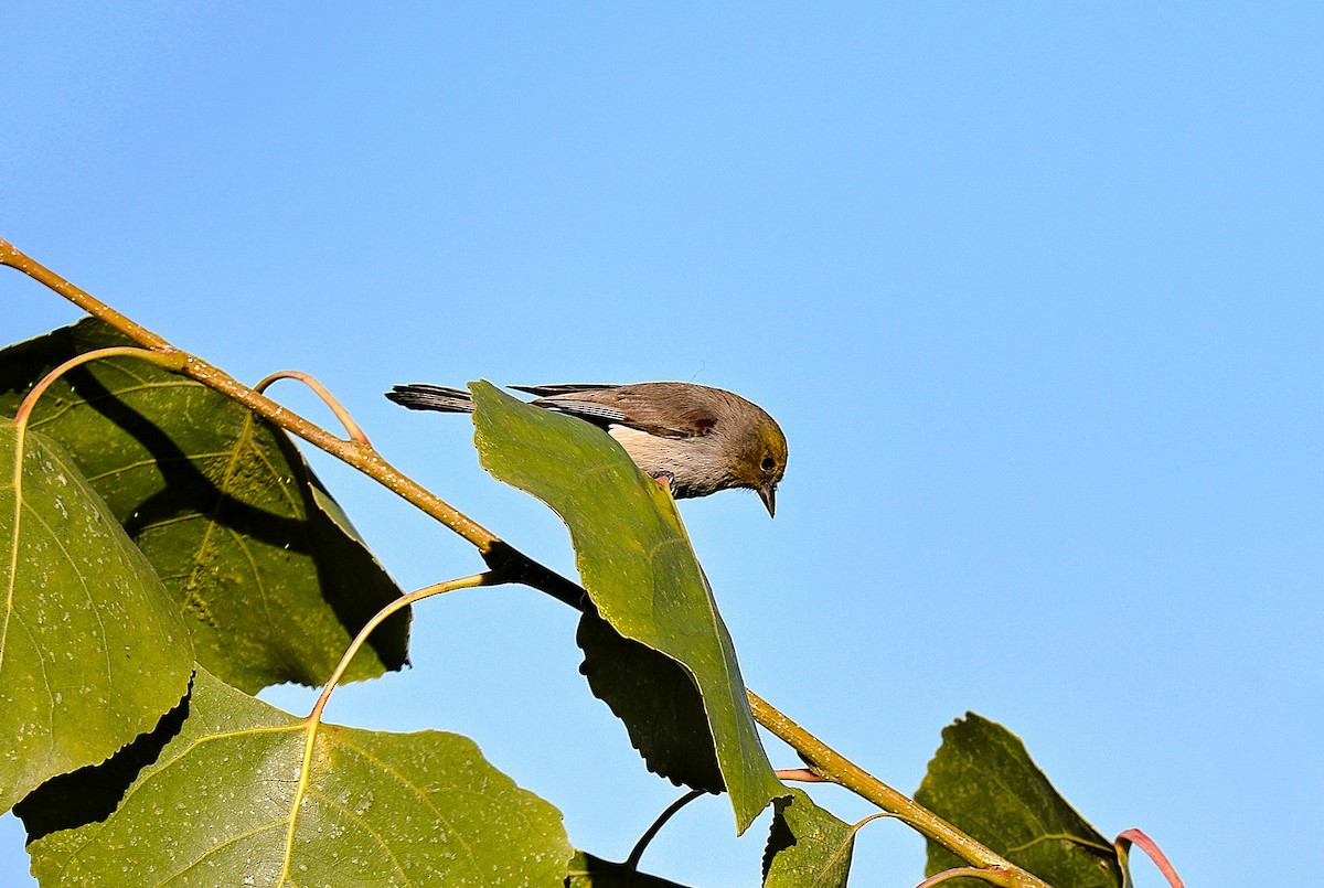 Verdin - ML646379237