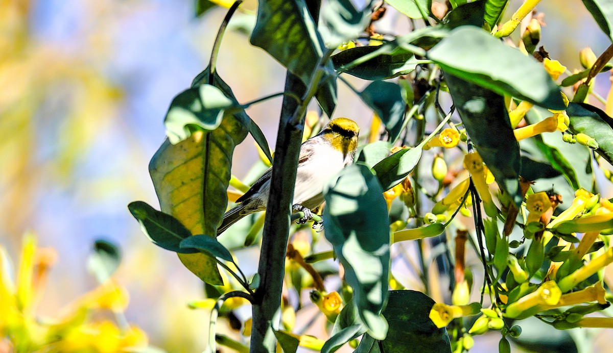 Verdin - ML646379238