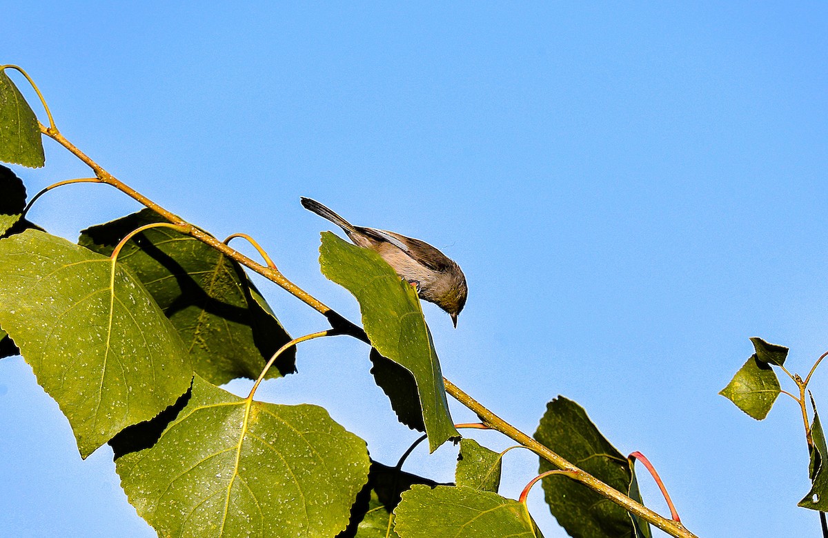 Verdin - ML646379239