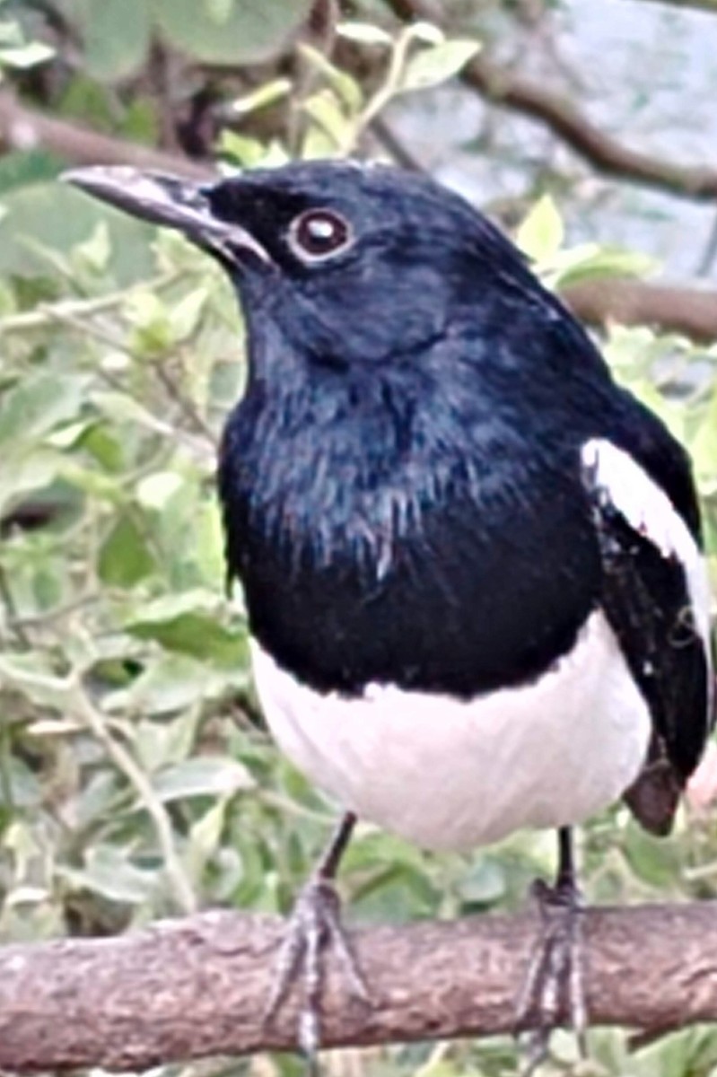 Oriental Magpie-Robin - ML646379242