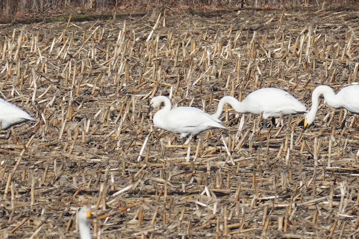 Лебідь чорнодзьобий (підвид columbianus) - ML646379246