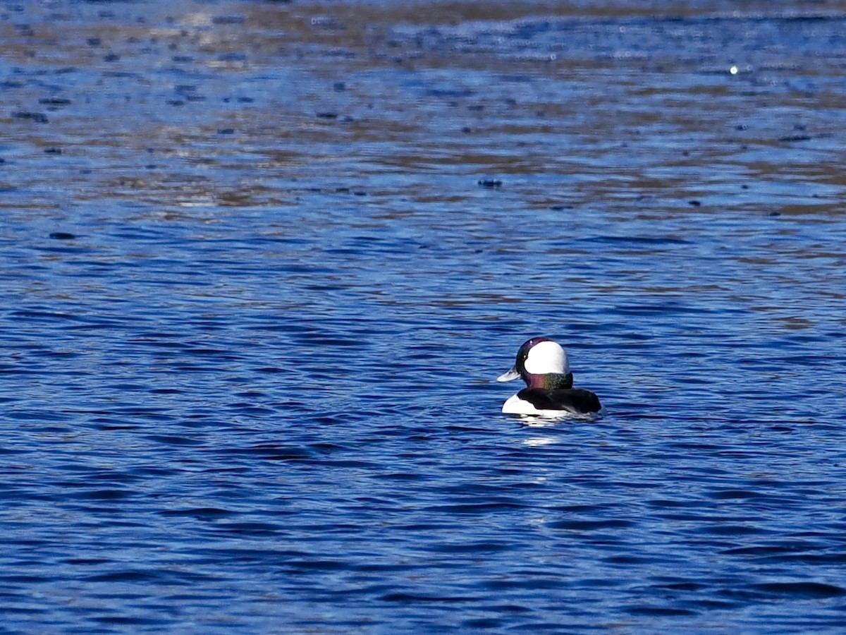 Bufflehead - ML646379248