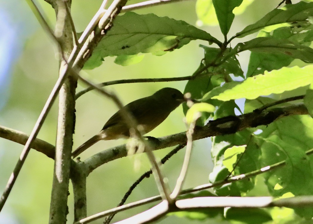 Ochre-bellied Flycatcher - ML646379250