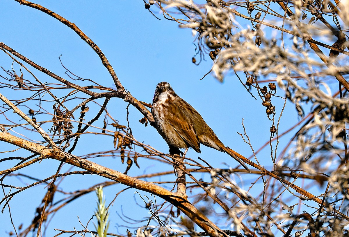 Song Sparrow - ML646379251