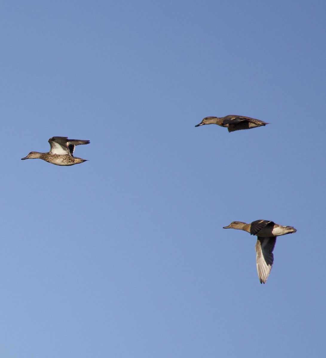 Green-winged Teal - ML646379254