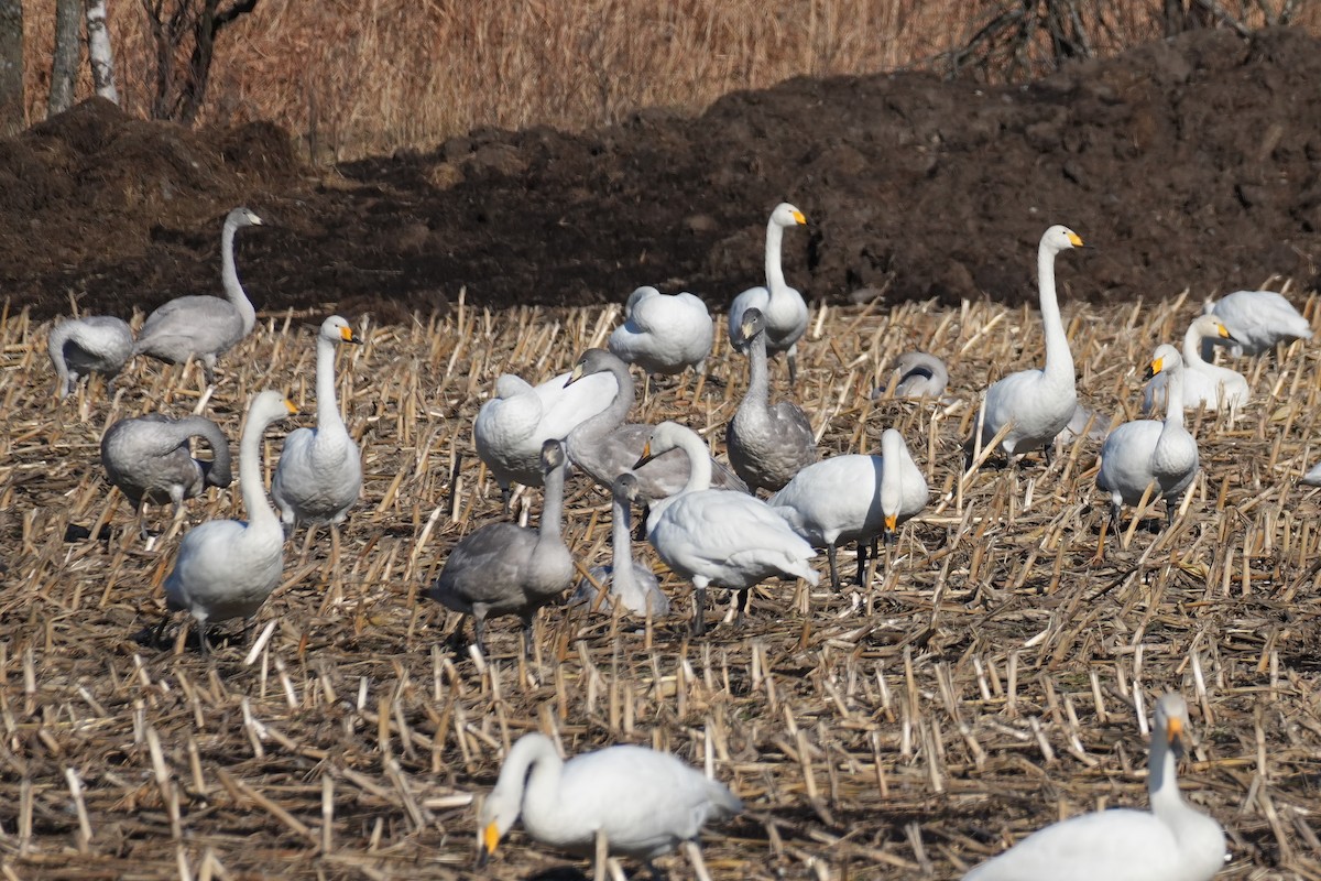 Whooper Swan - ML646379257