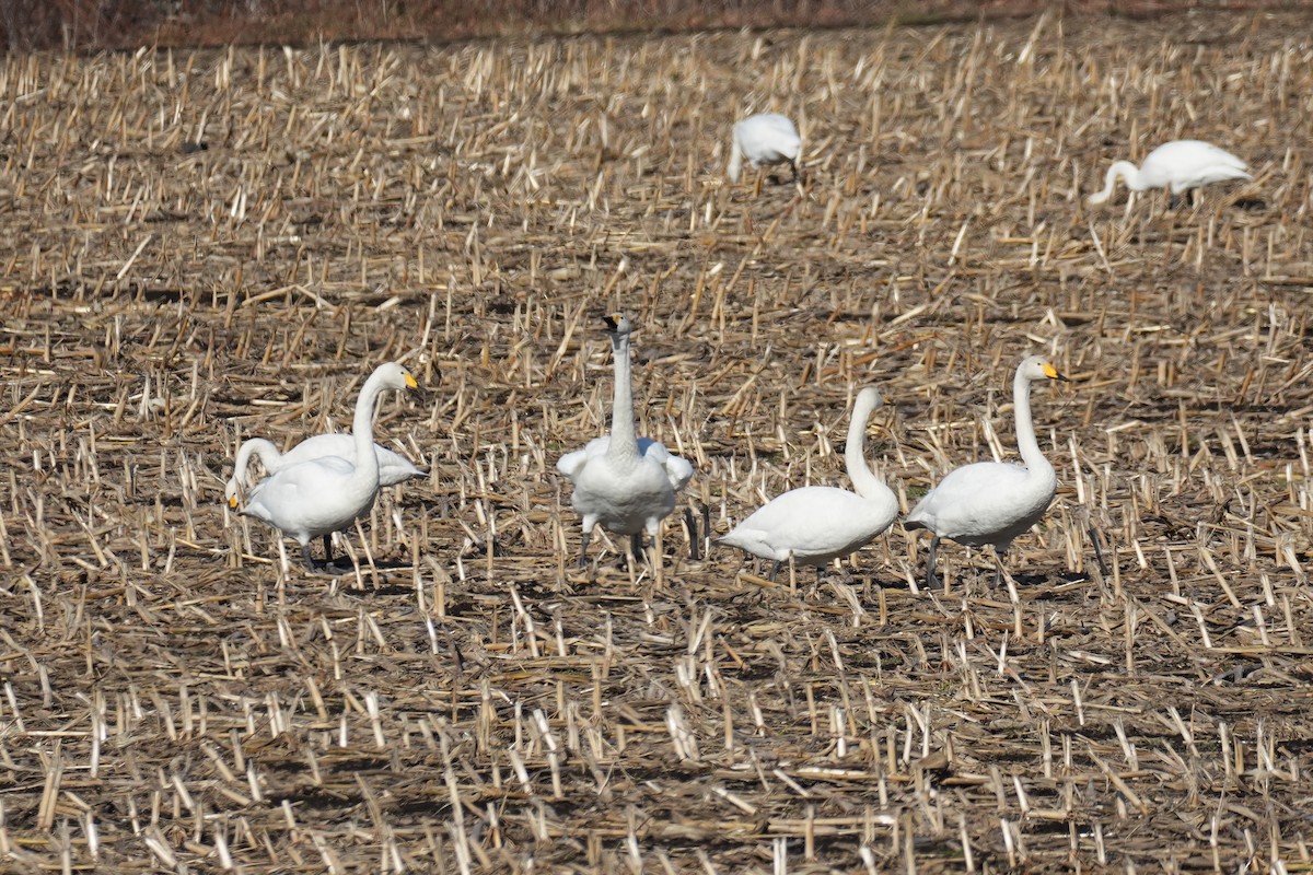 Whooper Swan - ML646379258