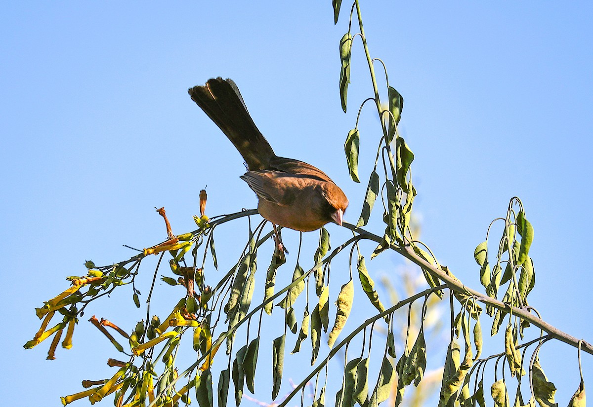 Abert's Towhee - ML646379259