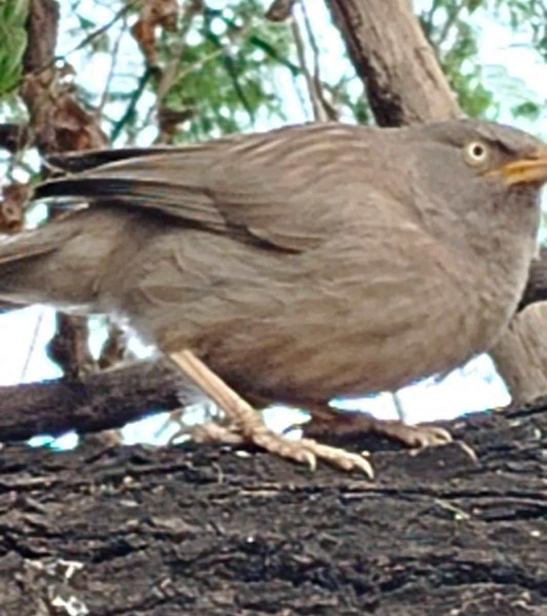 Jungle Babbler - ML646379261