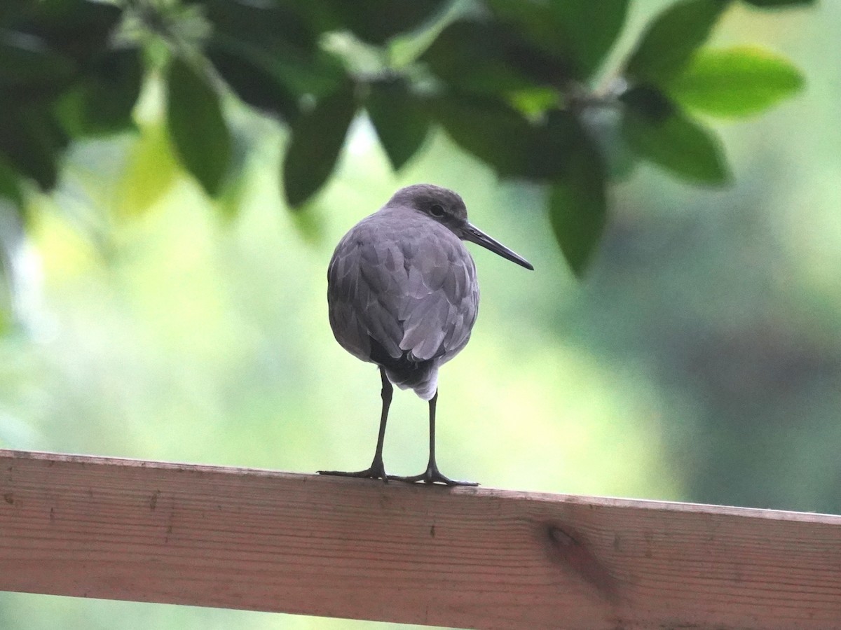 Willet - ML646379262