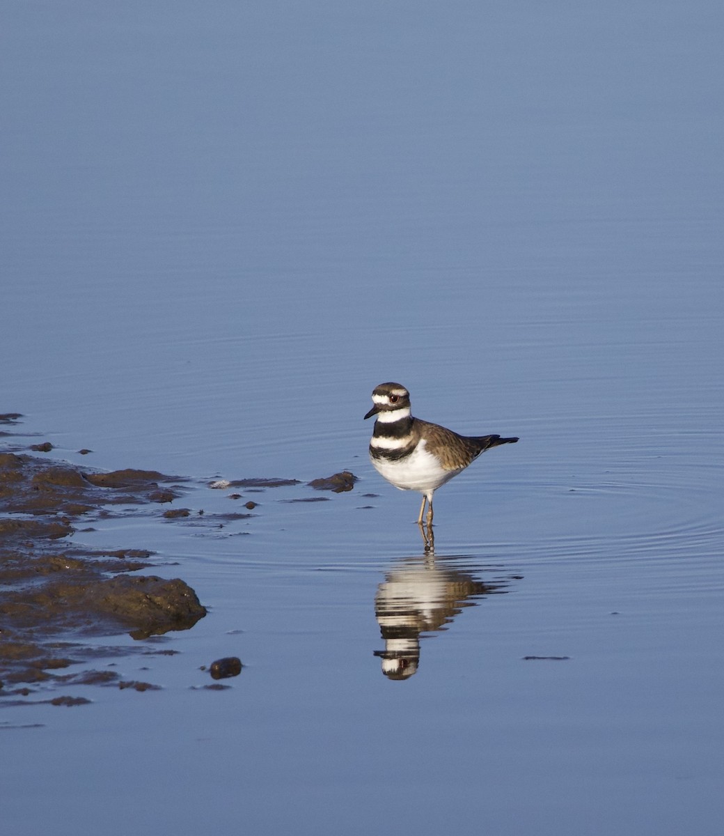 Killdeer - ML646379263