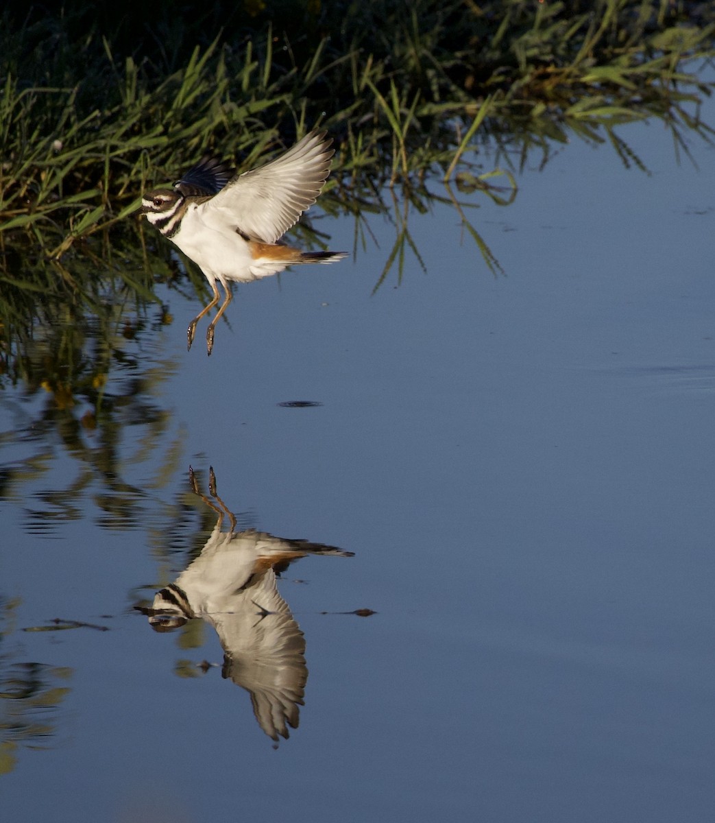 Killdeer - ML646379264