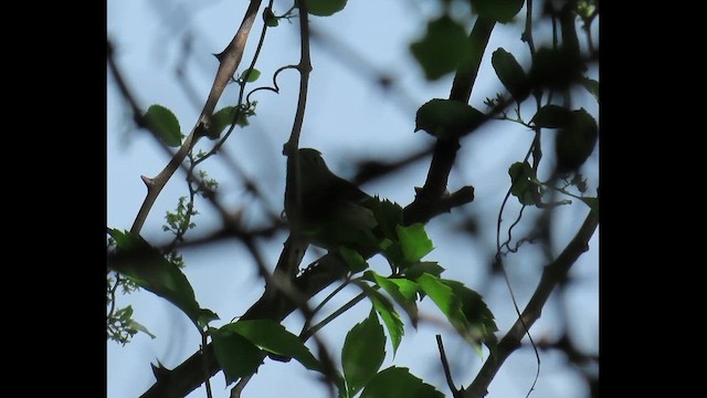 Least Flycatcher - ML646379266