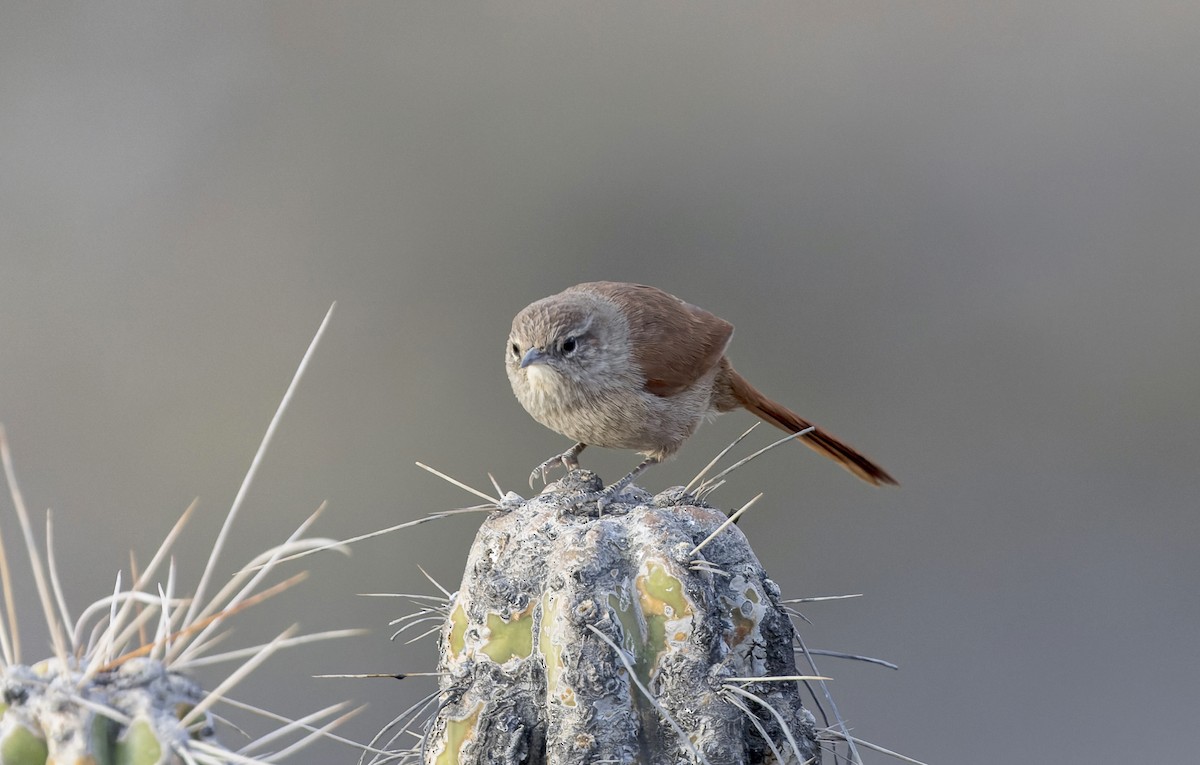 Canyon Canastero - ML646379268