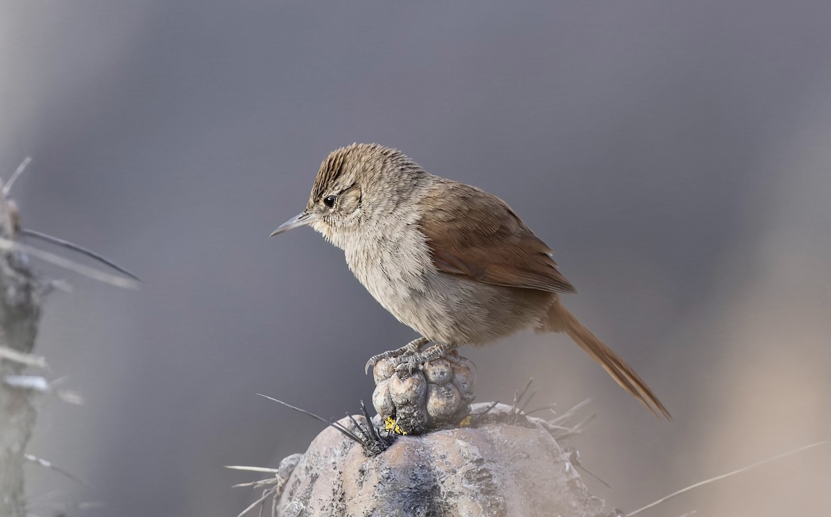 Canyon Canastero - ML646379271