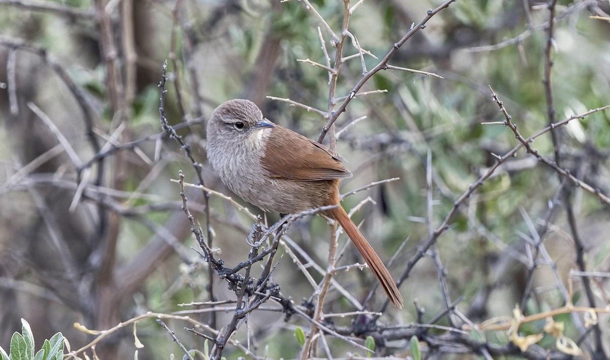 Canyon Canastero - ML646379274