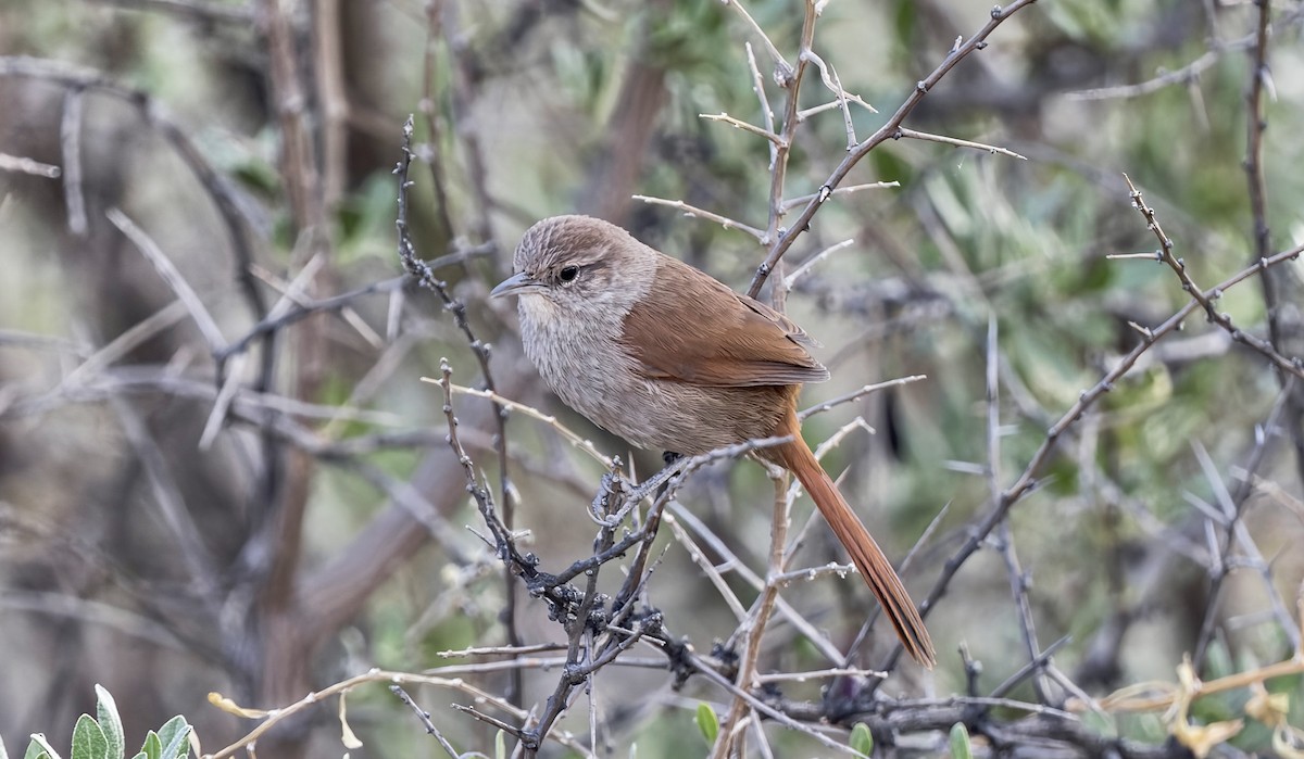 Canyon Canastero - ML646379275