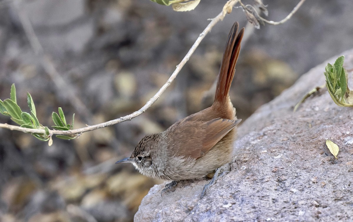 Canyon Canastero - ML646379277