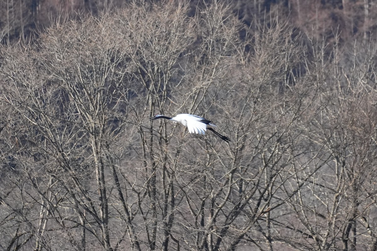 Red-crowned Crane - ML646379280