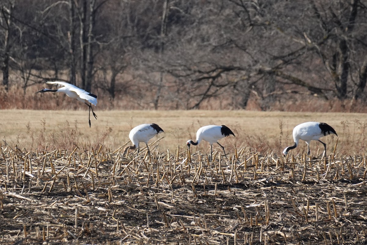 Red-crowned Crane - ML646379281