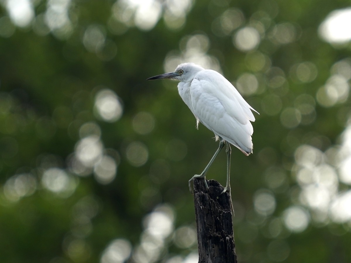 Little Blue Heron - ML646379282