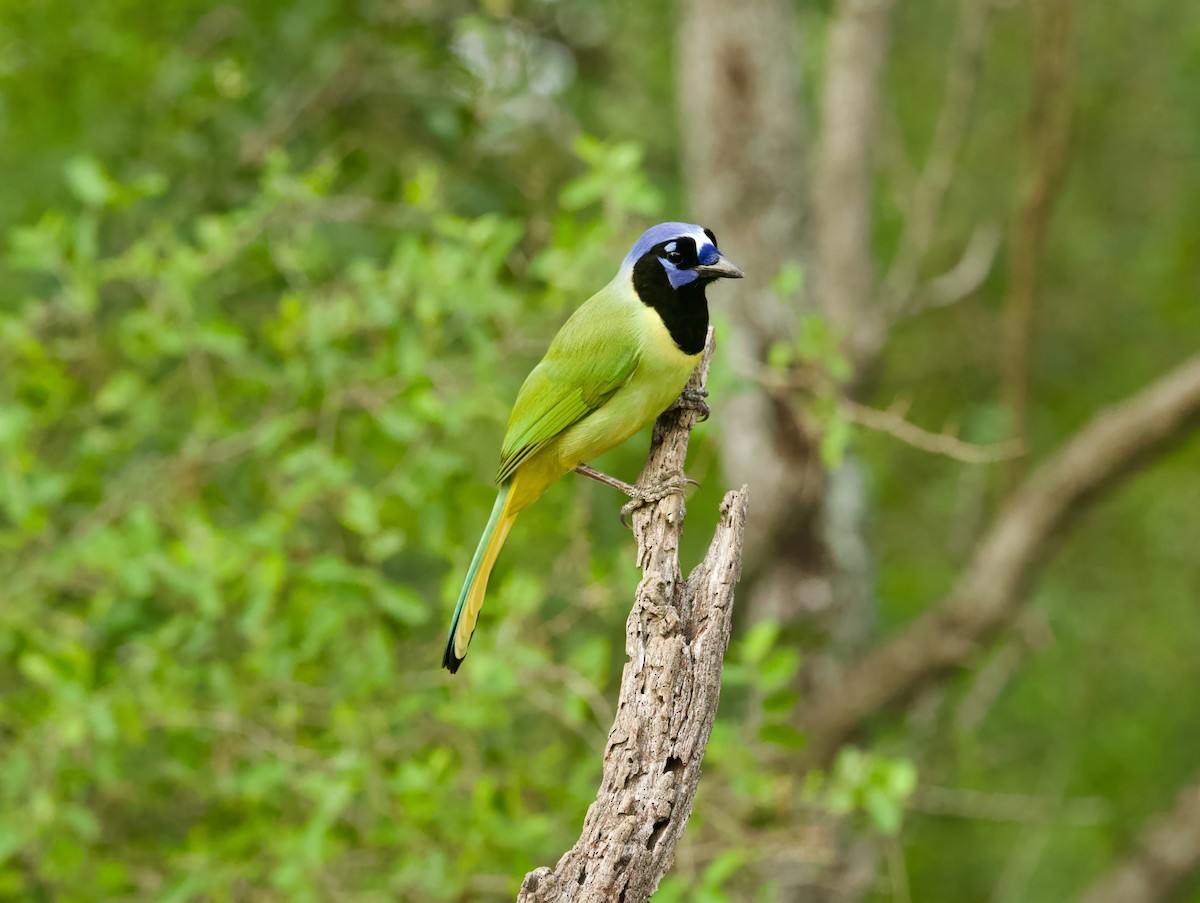 Green Jay (Green) - ML646379284
