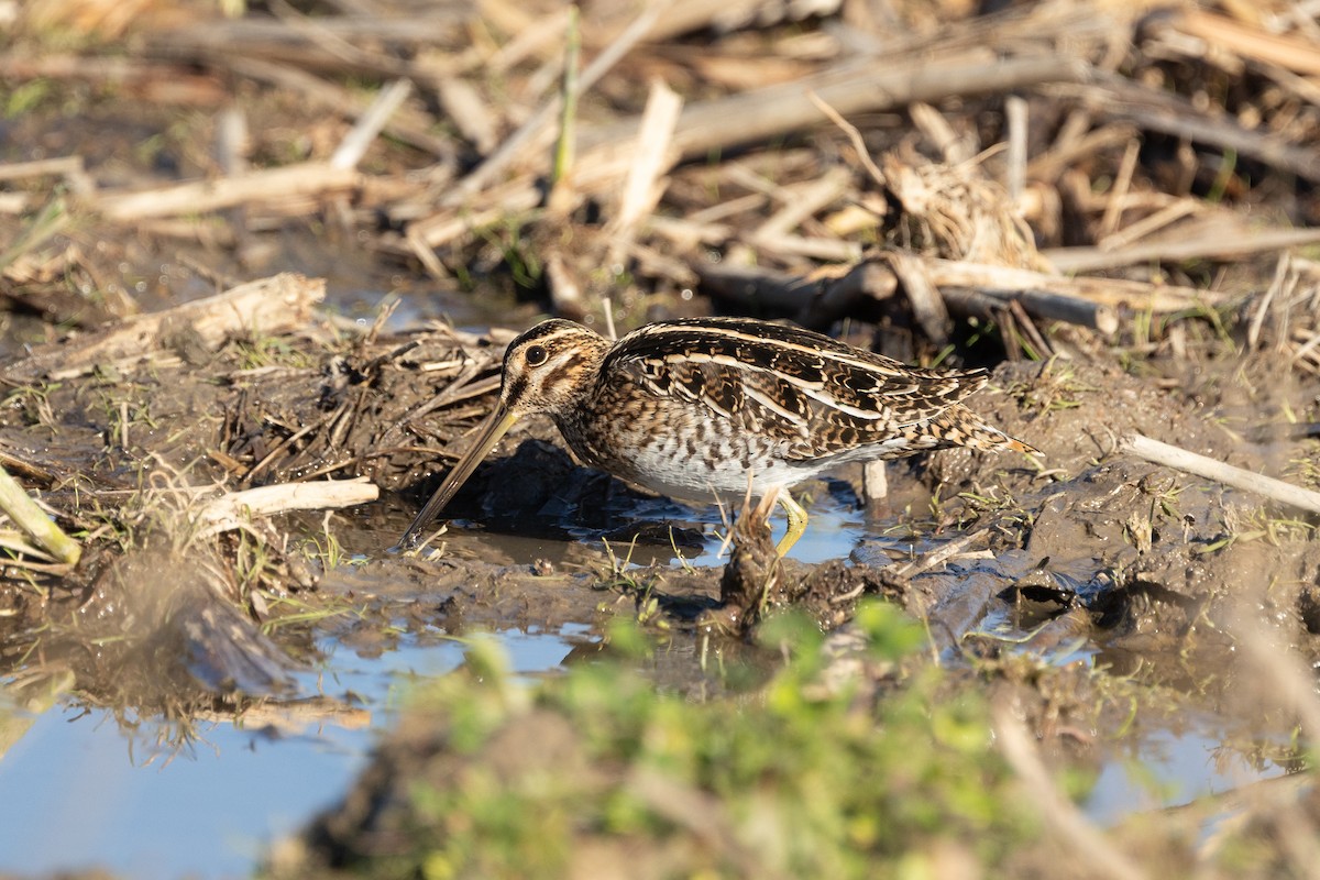 Wilson's Snipe - ML646379285