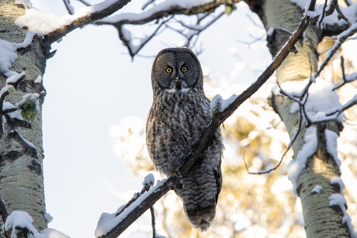 Great Gray Owl - ML646379286