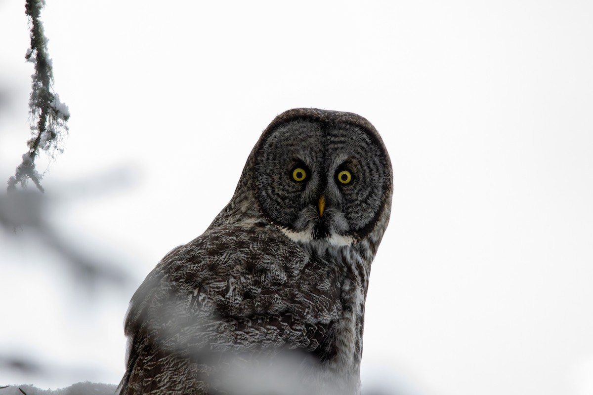 Great Gray Owl - ML646379287