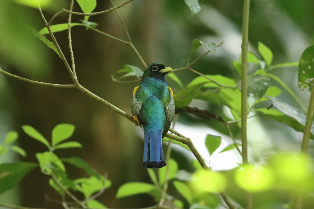 Graceful Black-throated Trogon - ML646379289