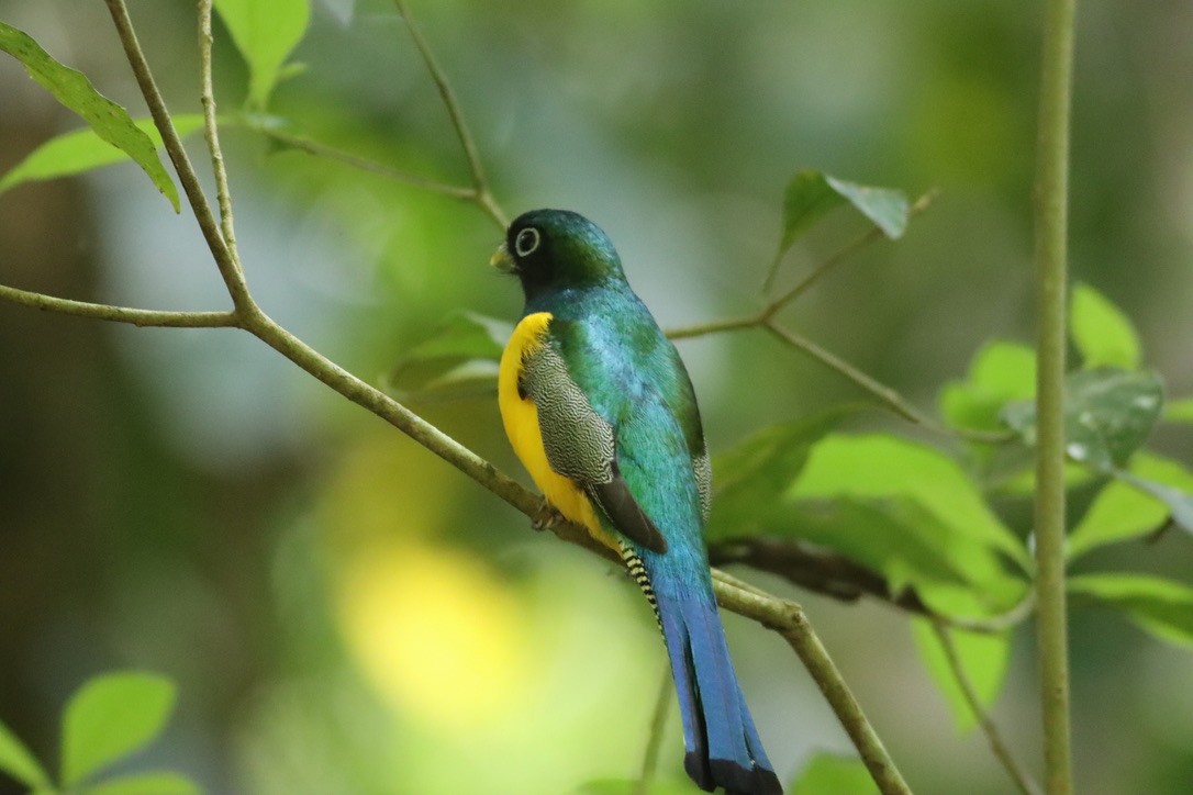 Graceful Black-throated Trogon - ML646379290
