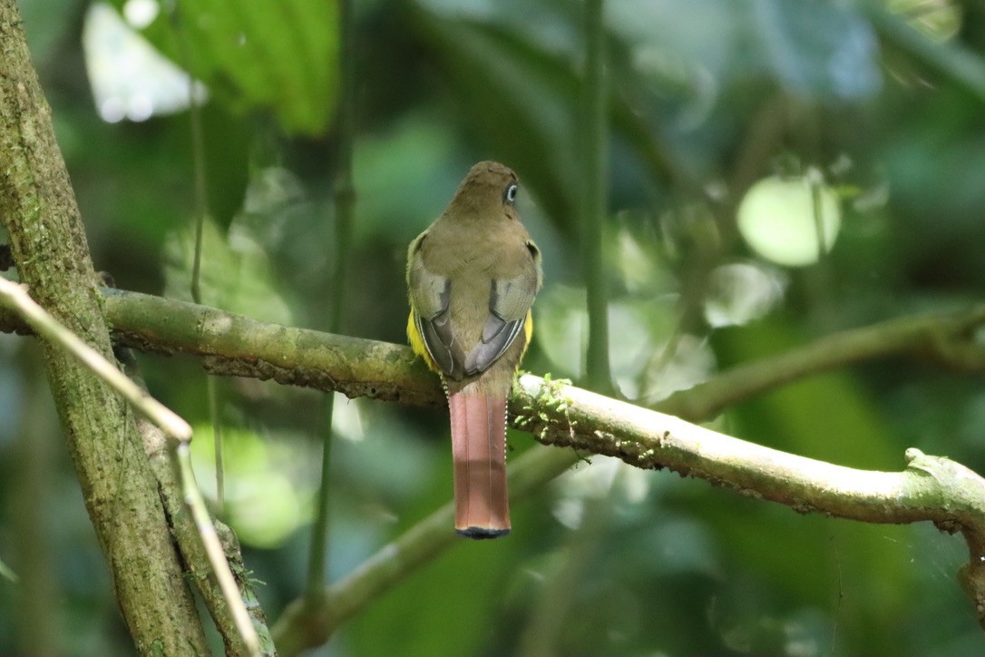Graceful Black-throated Trogon - ML646379291