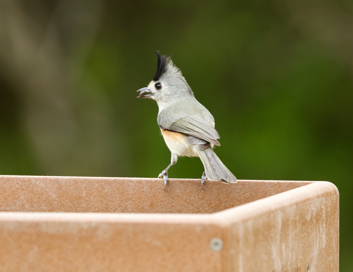Black-crested Titmouse - ML646379292