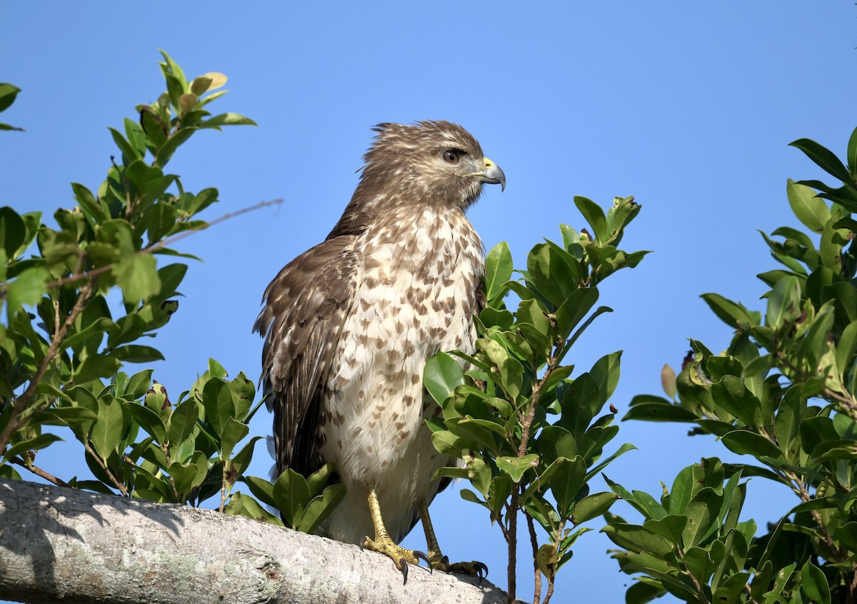 Red-shouldered Hawk - ML646379293