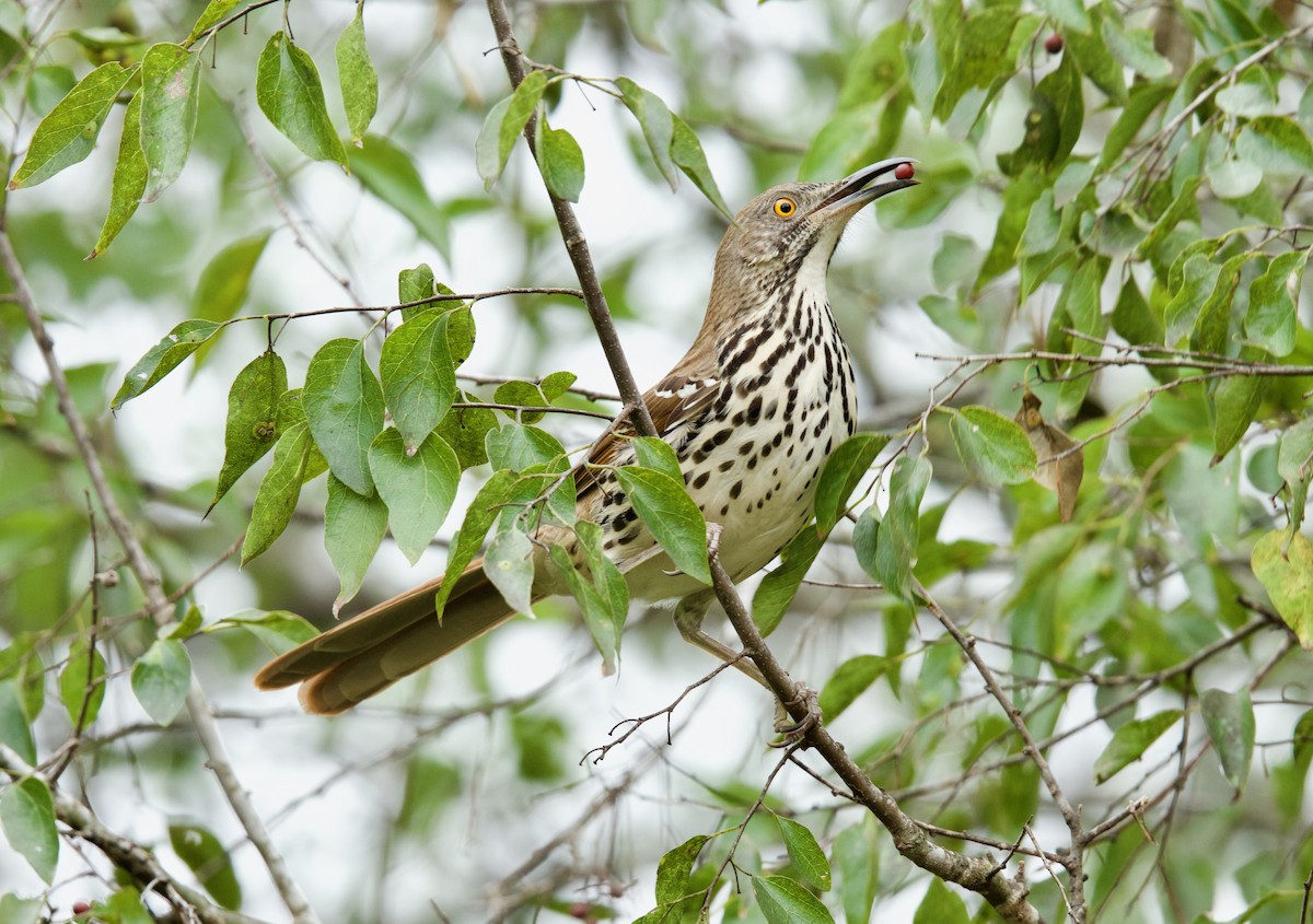 Long-billed Thrasher - ML646379295