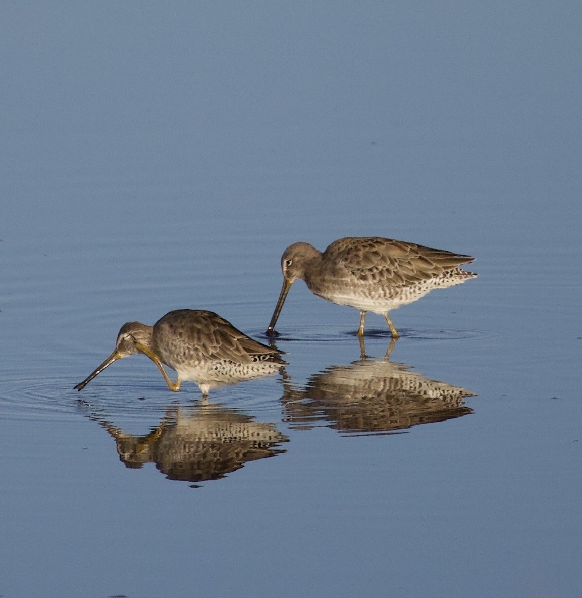Long-billed Dowitcher - ML646379296