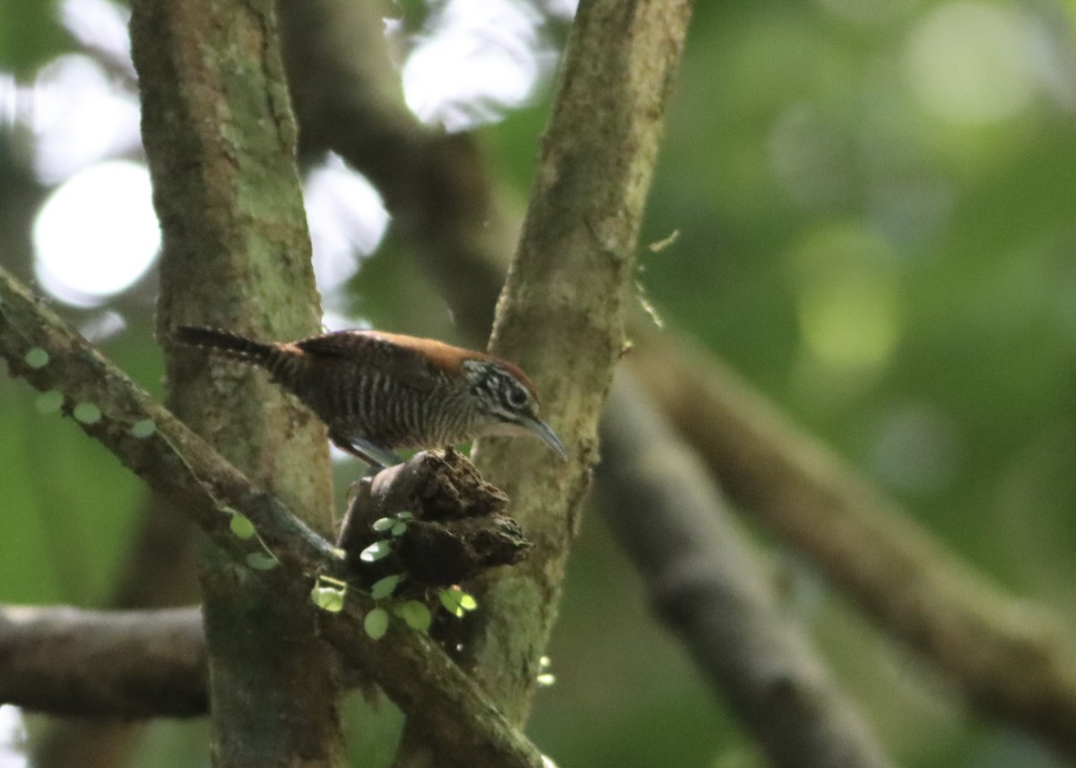 Riverside Wren - ML646379298