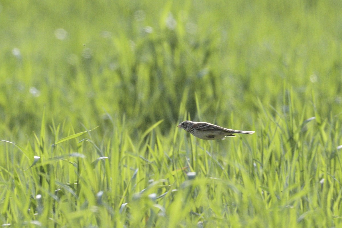 Vesper Sparrow - ML646379299