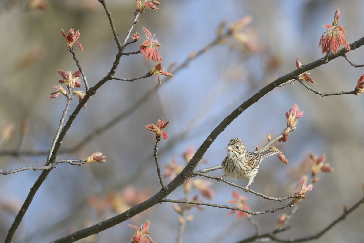 Vesper Sparrow - ML646379300
