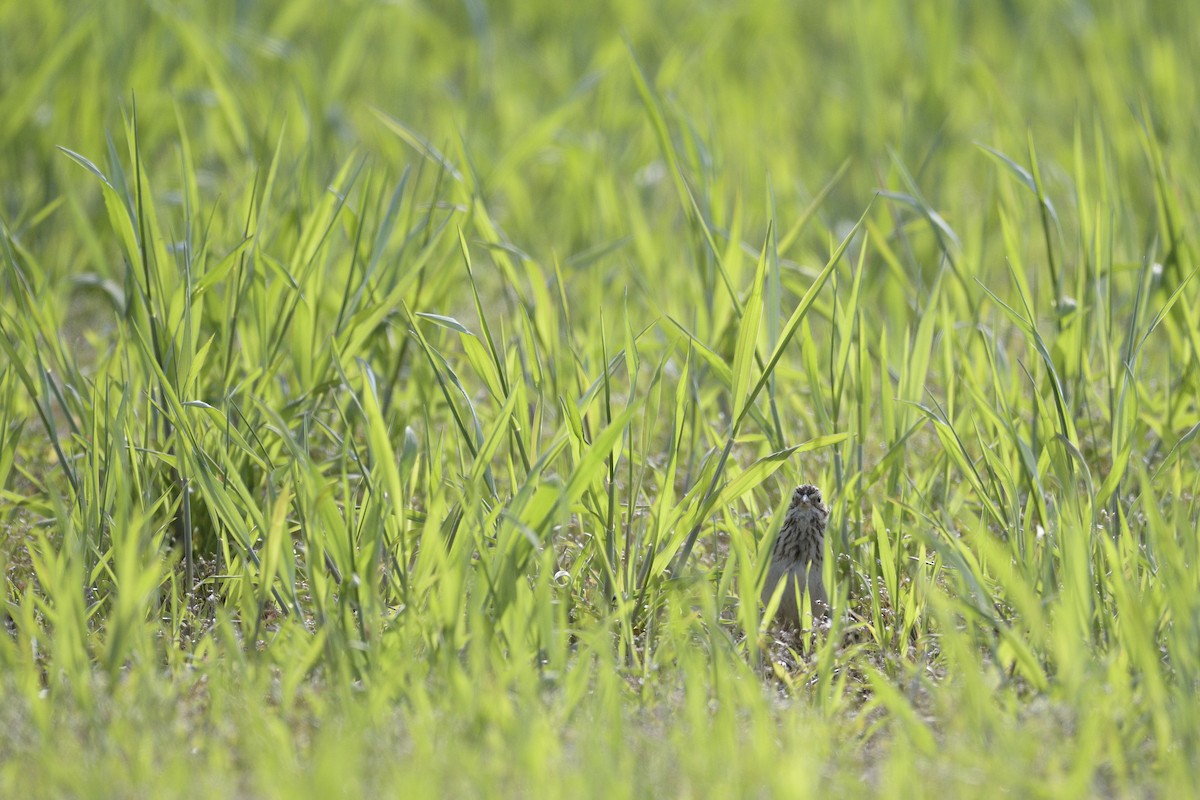 Vesper Sparrow - ML646379301