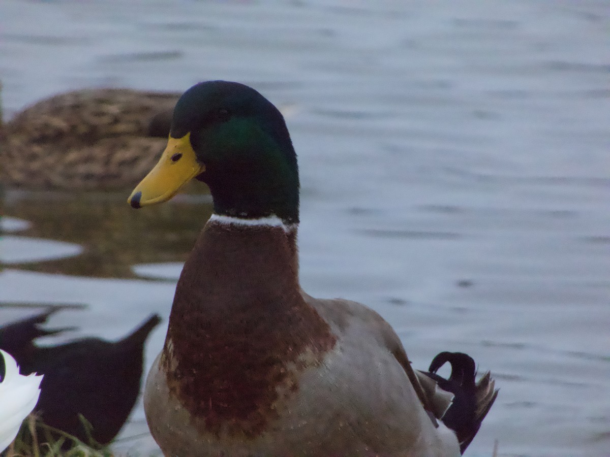 Mallard - ML646379302