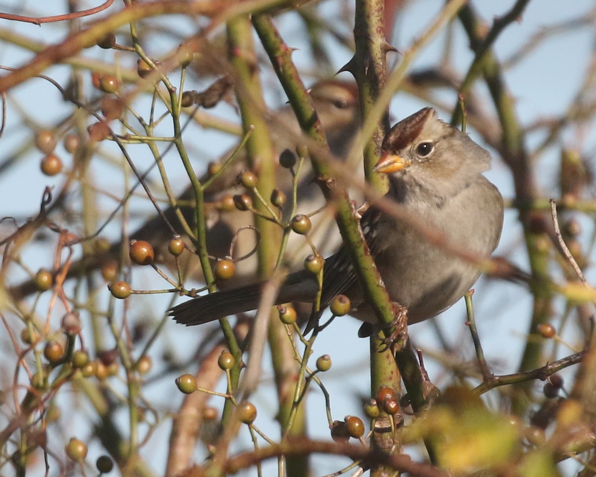 White-crowned Sparrow (Gambel's) - ML646379303