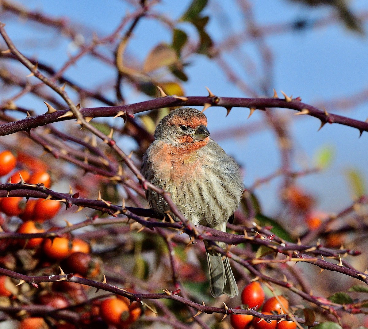 House Finch - ML646379304