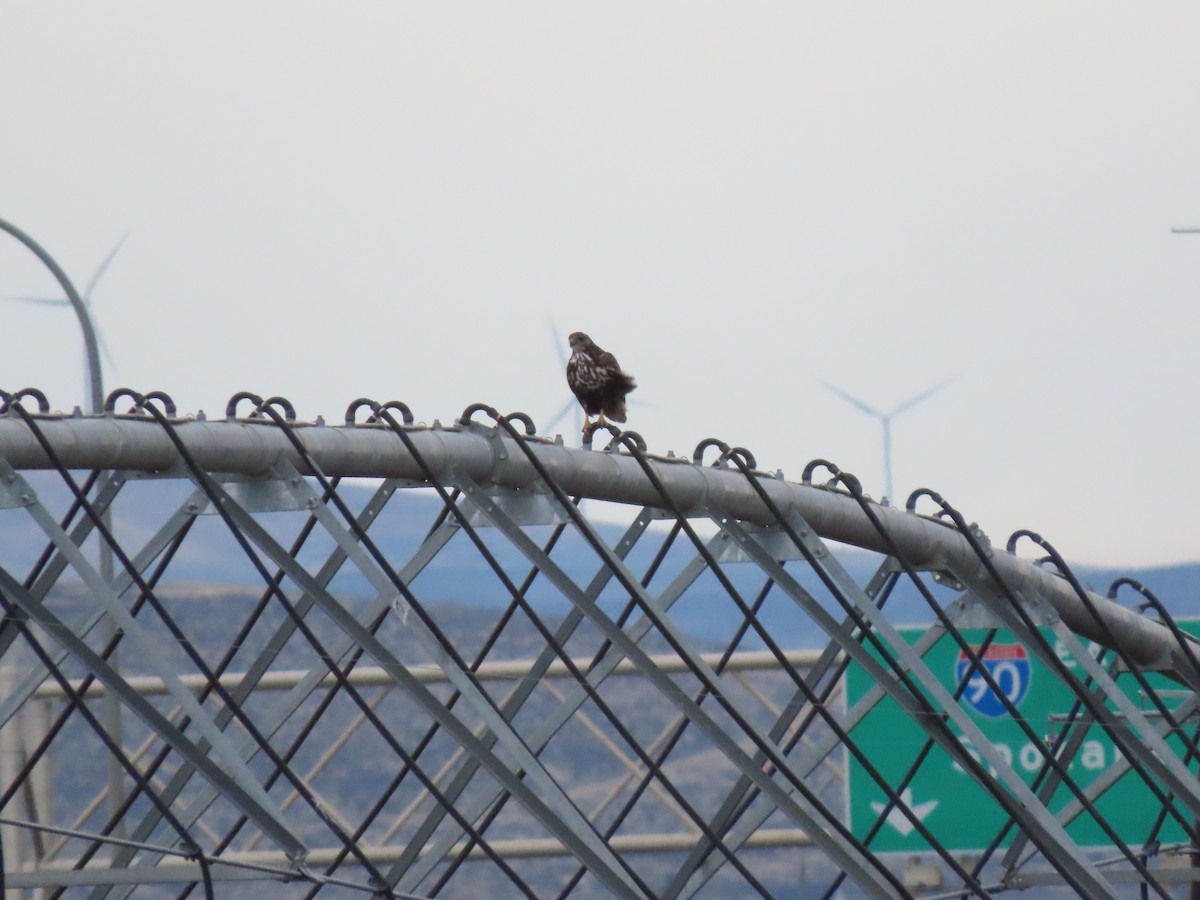 Red-tailed Hawk (Harlan's) - ML646379305