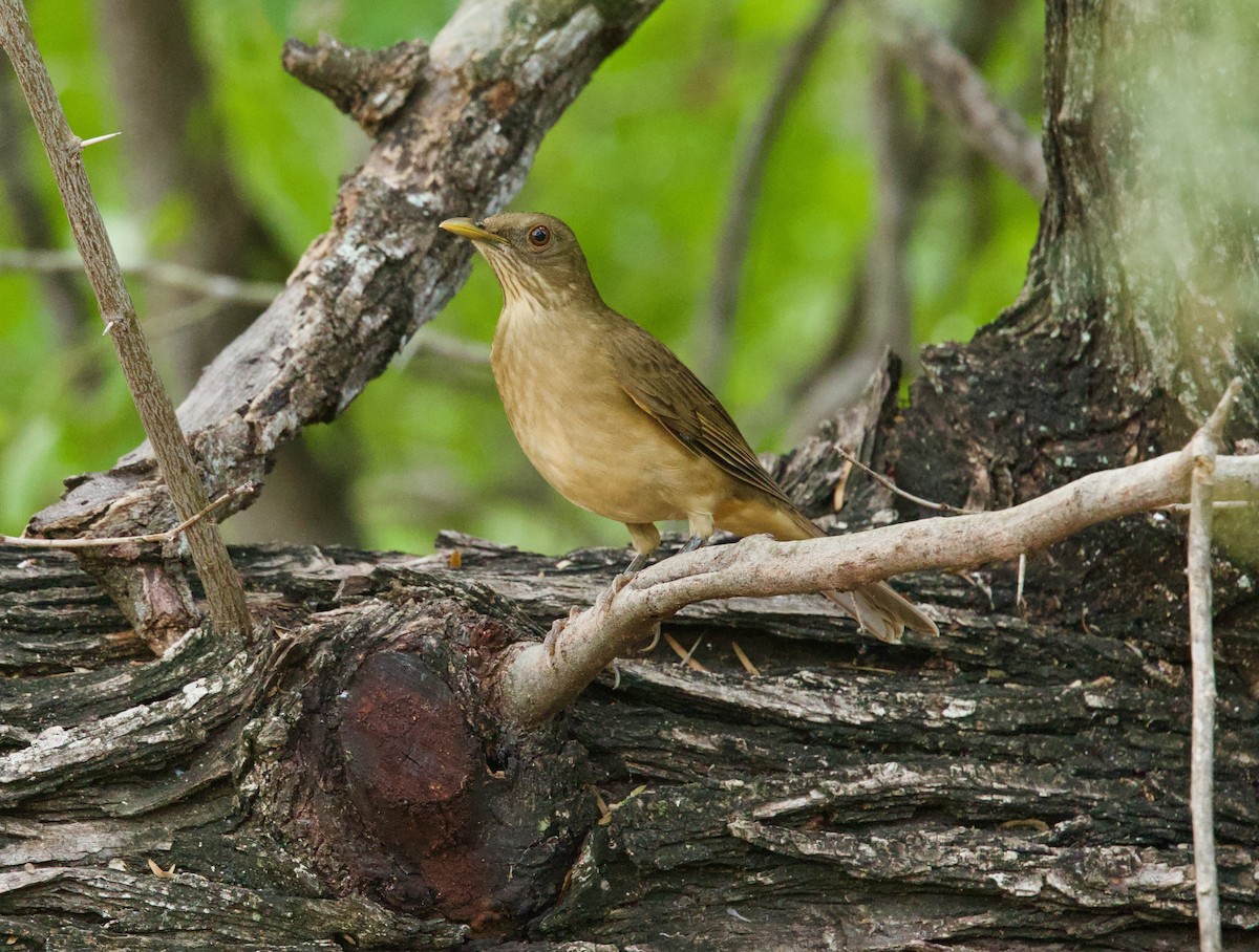 Clay-colored Thrush - ML646379306