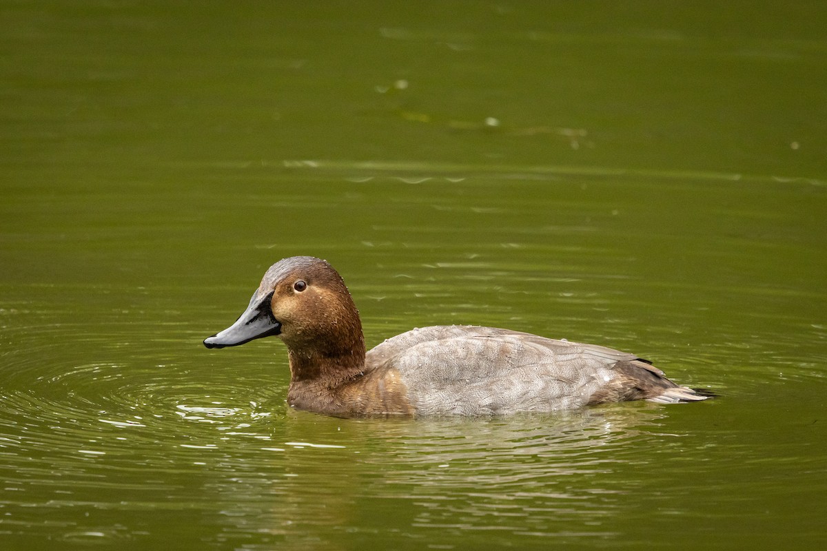 Common Pochard - ML646379307