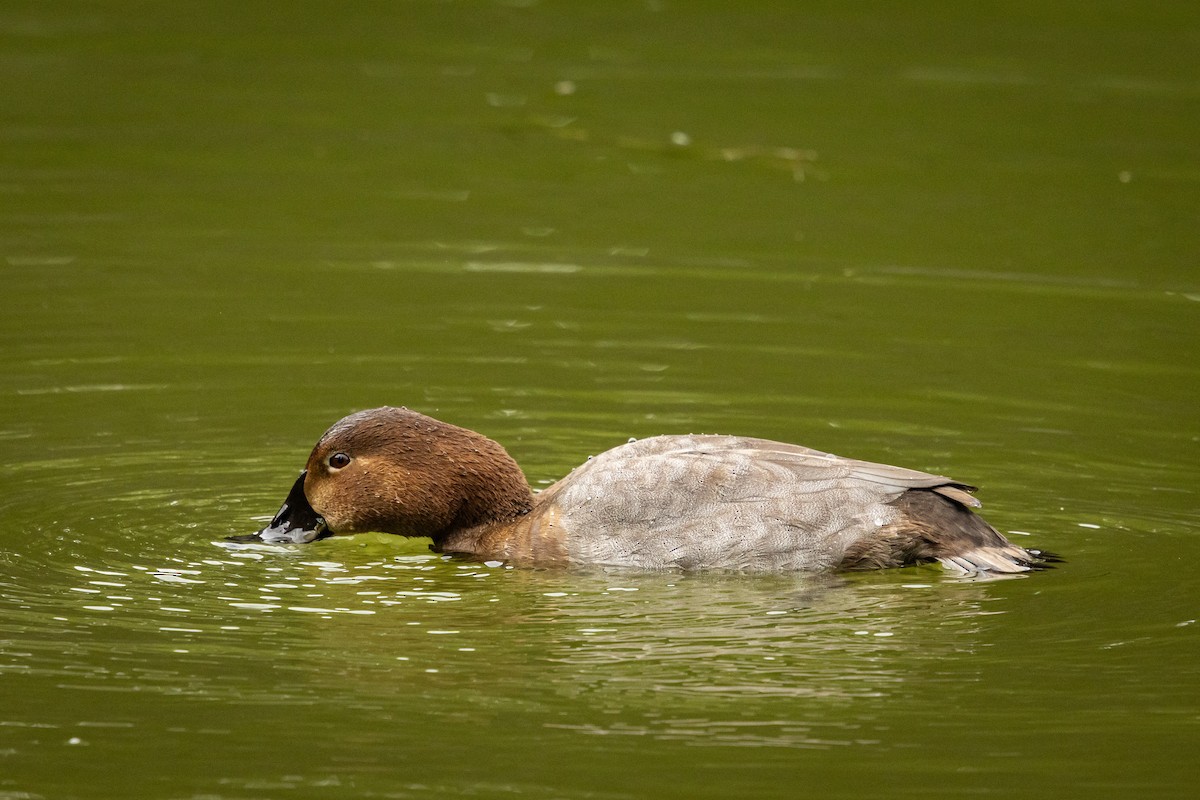 Common Pochard - ML646379308