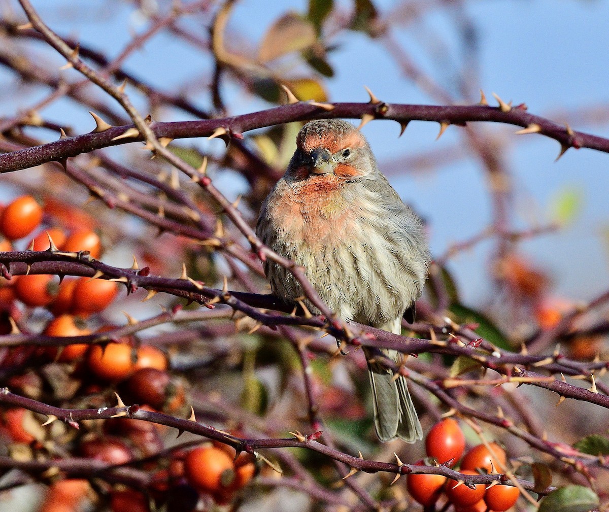 House Finch - ML646379310