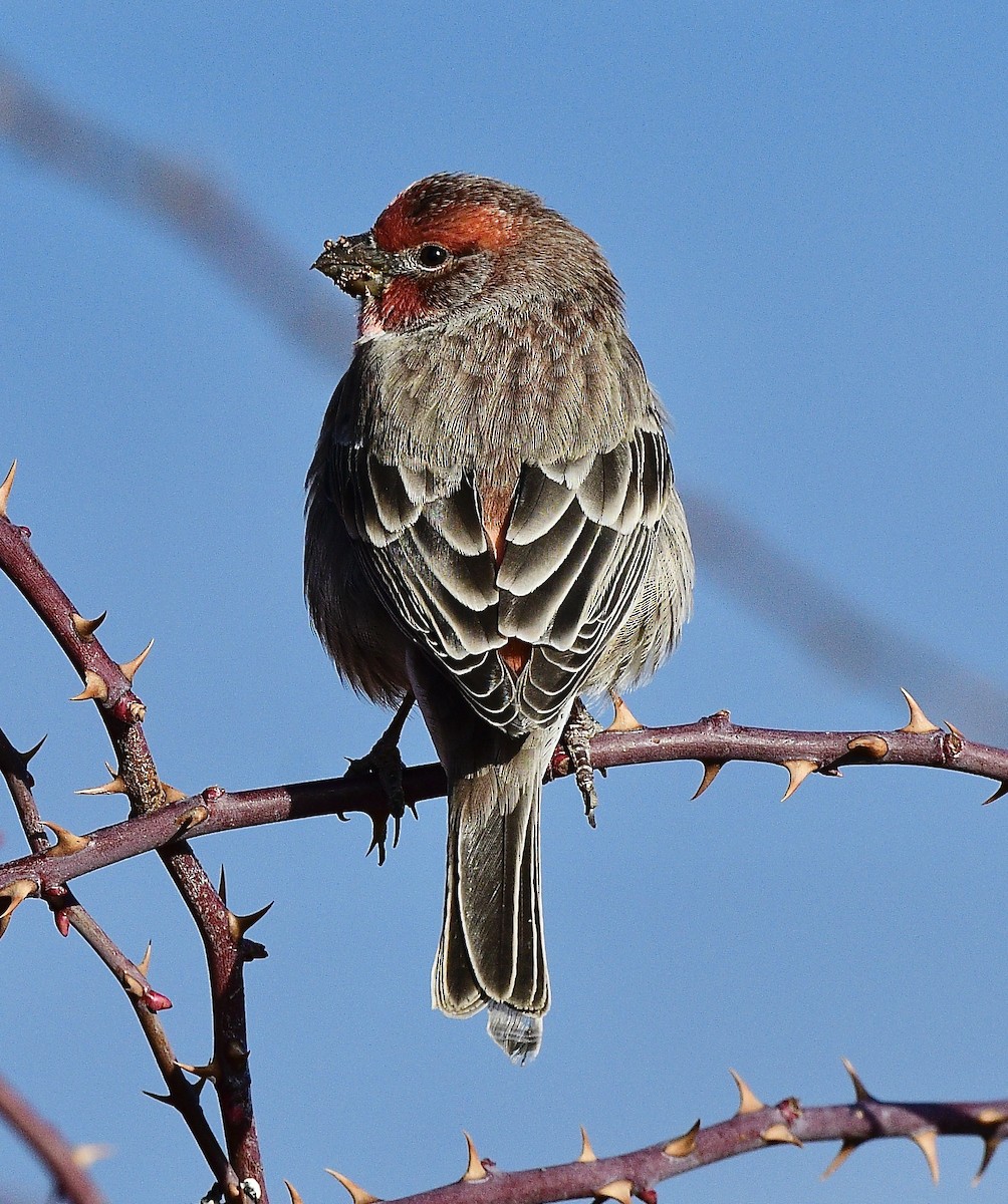 House Finch - ML646379321